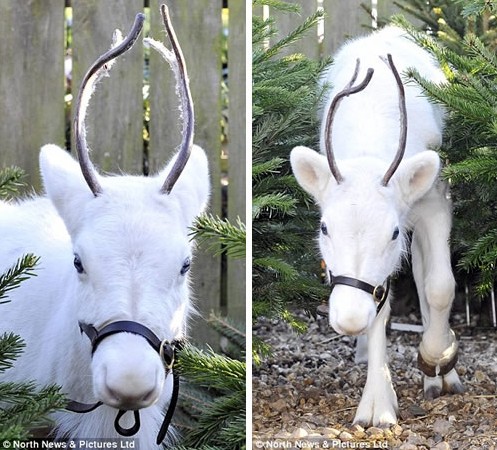 ��������ɫѱ¹������Ӣ��������ͼ��