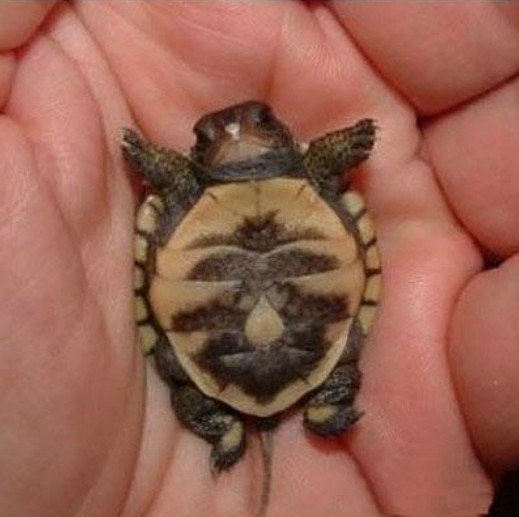 ����ոճ���ʱ������� ������𣿣�ͼ��