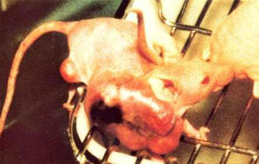 ���أ��Ҳ��̶õĶ���ʵ�����Ƭ��ͼ��