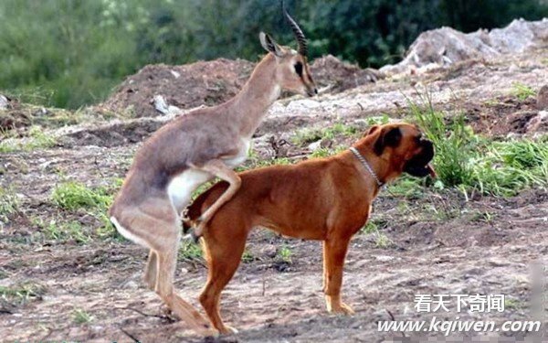 �����İ��ĳ��ͳ��� ǿ����������ͼ�̵�(��ͼ)